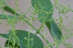 Salvadora persica var. wightiana
